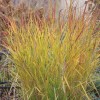 Panicum virgatum 'Squaw' - Vitshirss 'Squaw' P9/0,55L